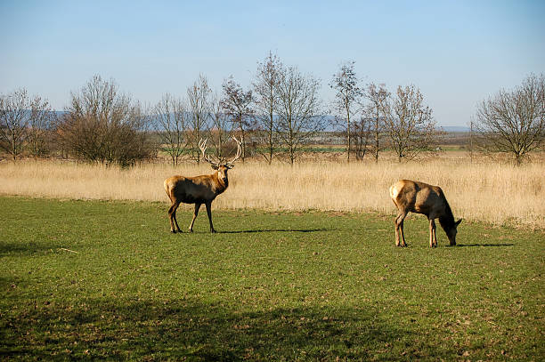 Elk in Yellowstone National Park