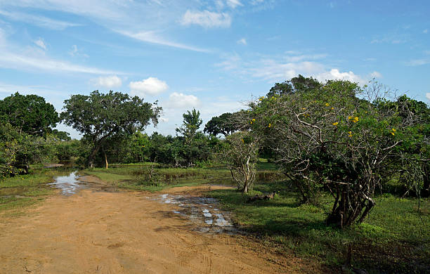 istock scenic landscape in yala 2210919908