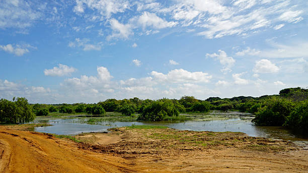 istock scenic landscape in yala 2210919925
