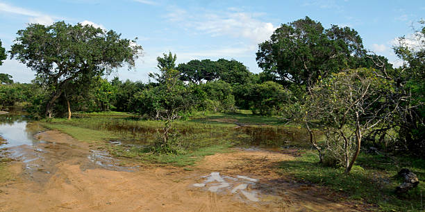 istock scenic landscape in yala 2210919930