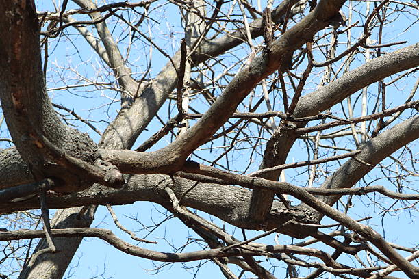 istock The Intricate, Twisted Branches of a Leafless Tree Stand Out Against a Beautiful Clear Sky 2210919953