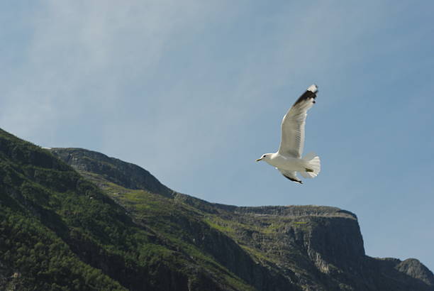 A graceful seagull flies freely over a dramatic landscape of green mountains and steep cliffs under a clear blue sky. Captured in mid-flight, the bird embodies a sense of freedom and harmony with nature, evoking the serenity and majesty of the natural world