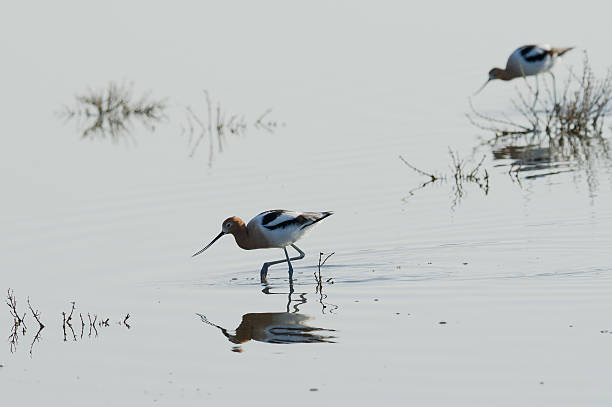 istock Avocet in San Elijo Lagoon, California 2210921027