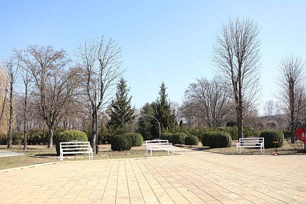A serene and tranquil park scene that features inviting benches, vibrant lush greenery, and clear blue skies