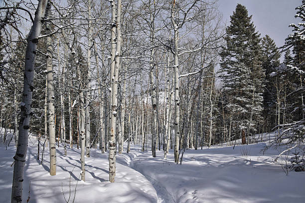 Tibble Fork Loop hiking winter storm snow views of trail Lone Peak Wilderness Uinta Wasatch Cache National Forest, Rocky Mountains, Utah. United States.