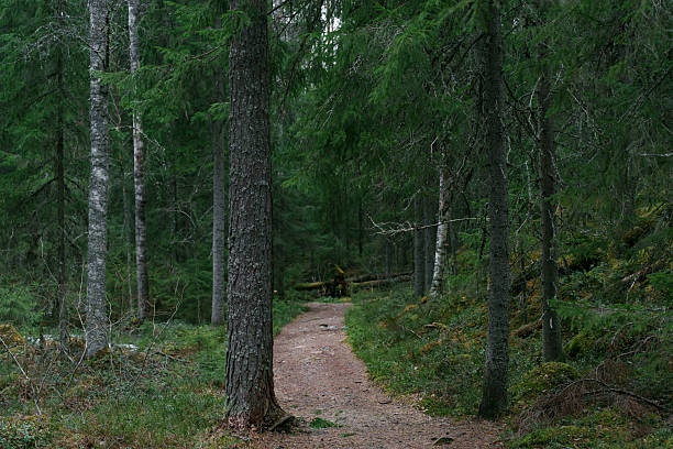 A tree tree lining a dirt road leading to an ancient nordic pine tree forest.
