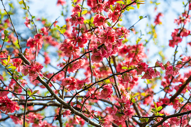 Flowering quince in blossom