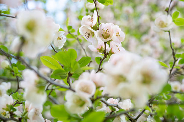 Flowering quince in blossom