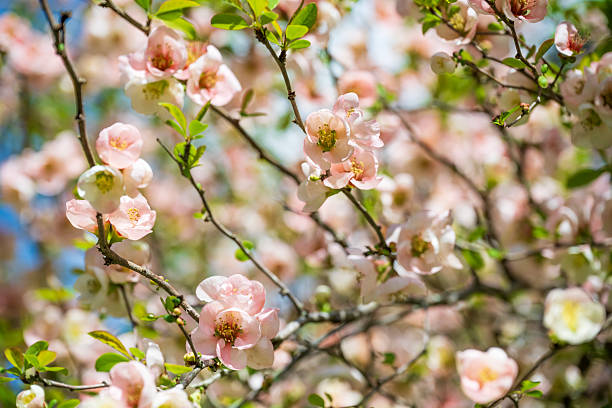 Flowering quince in blossom