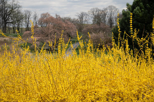 Blooming forsythia in garden