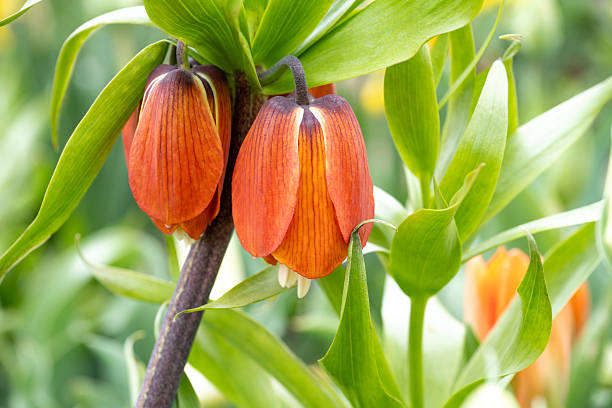 Fritillaria imperialis blooming in garden