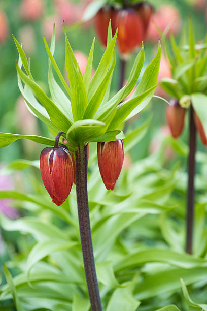 Fritillaria imperialis blooming in garden