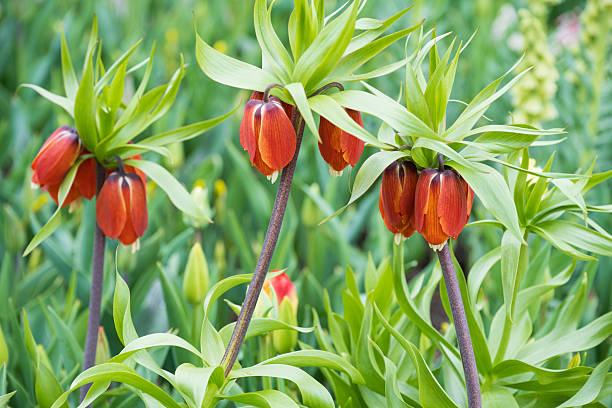 Fritillaria imperialis blooming in garden