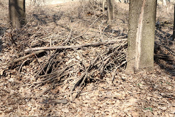 A multitude of trees creates a lush and serene environment, embodying the beauty and tranquility of the forest.