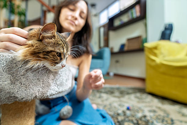 istock Young woman playing with her cat on a scratching post at home 2210926734