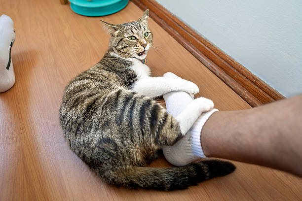 Cute cat relaxing on a cat tower