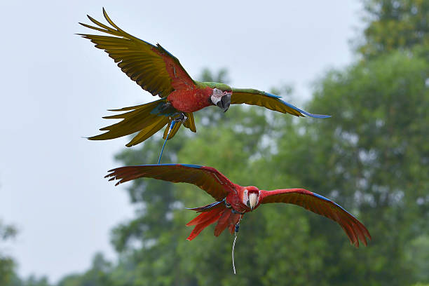 istock Macaw parrots flying in the sky 2210926937