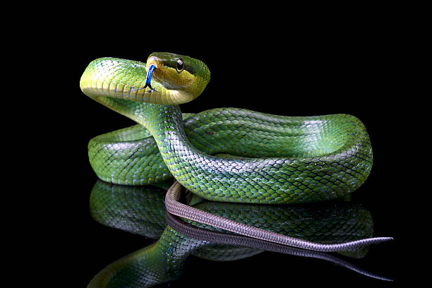 istock The red-tailed racer on a black background 2210926966