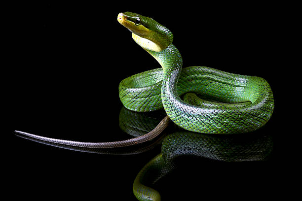 istock The red-tailed racer on a black background 2210926967