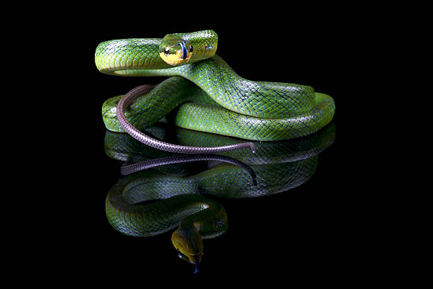 istock The red-tailed racer on a black background 2210926968