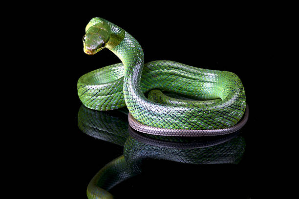 istock The red-tailed racer on a black background 2210926969