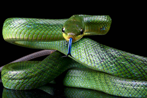 istock The red-tailed racer on a black background 2210926971