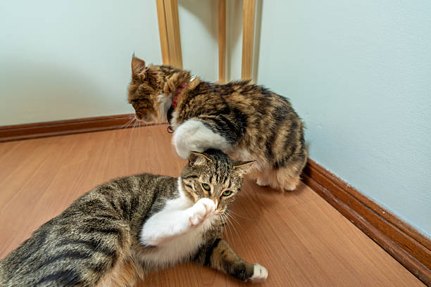 Two playful tabby cats enjoying playtime together on a wooden floor in a cozy home environment