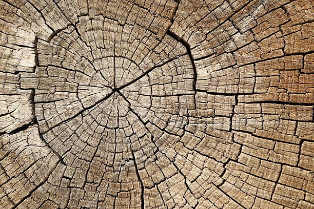 A detailed view of intricate tree rings showcasing natural wood textures and unique growth patterns