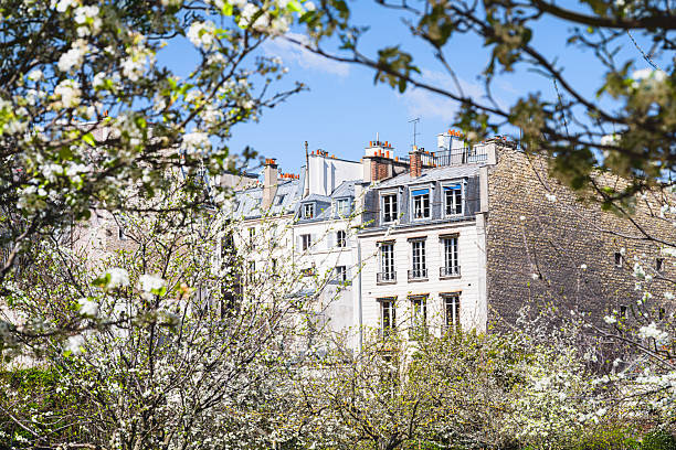 Paris : Parisian building facade with white sakura flowered