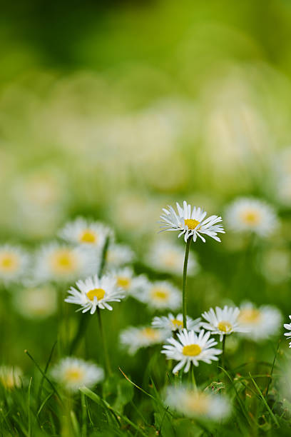 istock Field of daisies glowing in sunlight with vibrant greenery 2210934674