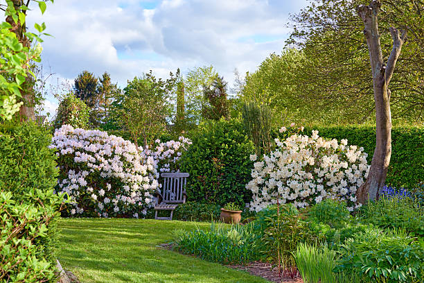 A tranquil garden scene showcasing blooming Rhododendron shrubs (Rhododendron simsii) in full splendor, a wooden chair nestled in greenery, and a vibrant mix of plants under sunlight. Perfect for peaceful outdoor ambiance.
