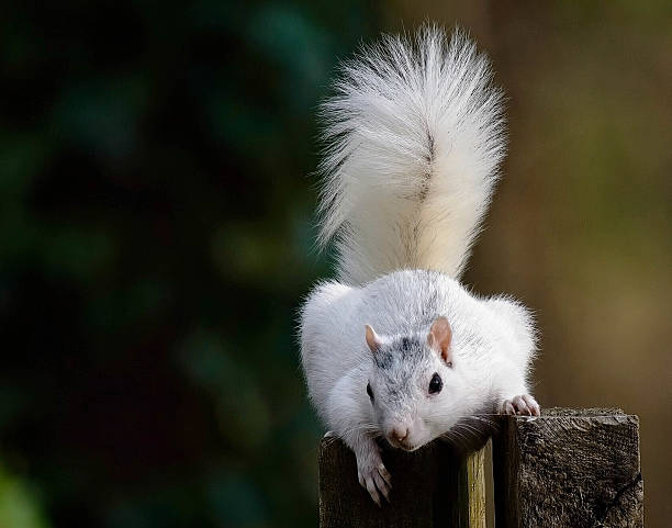istock White Squirrel Perched on Wooden Post in Natural Outdoor Setting 2210936106