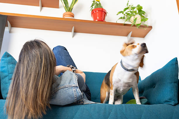 istock Beagle dog shaking its head on sofa with woman relaxing 2210937941