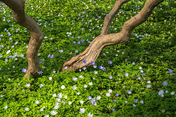 Blooming flowers in forest