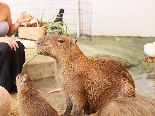 istock Capybaras are joyfully enjoying various treats while nestled in a cozy and tranquil setting 2210941127