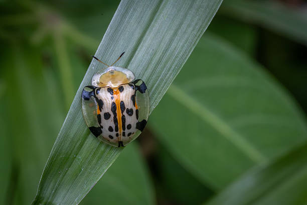istock Asian spotted Tortoise Beetle, (Aspidimorpha miliaris), Coleoptera, Chrysomelidae, Aspidimorpha, Casside. 2210941234