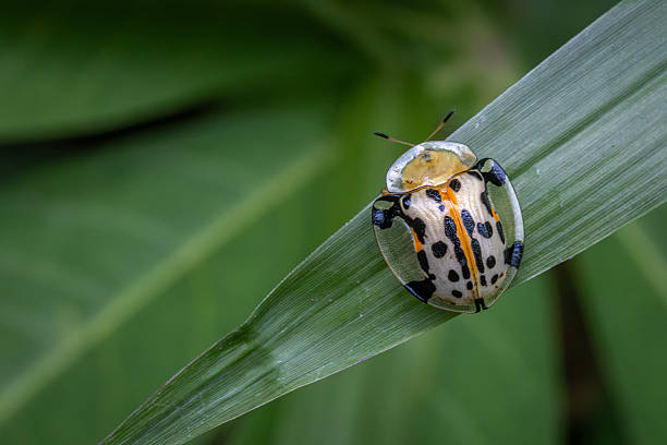Asian spotted Tortoise Beetle, (Aspidimorpha miliaris), Coleoptera, Chrysomelidae, Aspidimorpha, Casside.