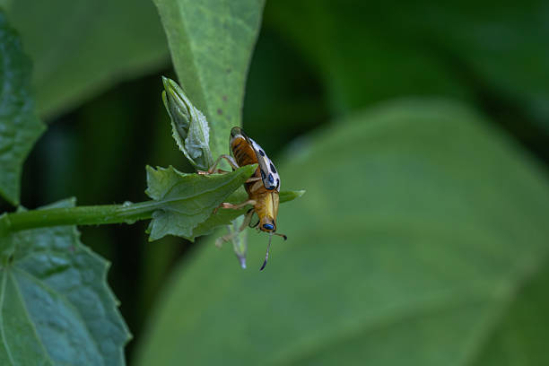 An Asian spotted Tortoise Beetle, in the rain forest of Sidemen, Bali, Indonesia.