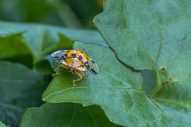 Beautiful ladybug sitting on flower in a summer garden