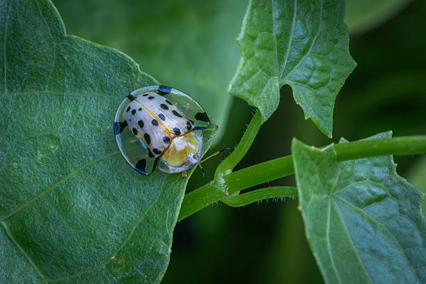 istock Asian spotted Tortoise Beetle, (Aspidimorpha miliaris), Coleoptera, Chrysomelidae, Aspidimorpha, Casside. 2210941275