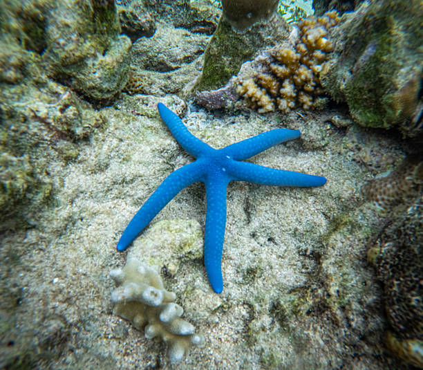 A Linckia laevigata Starfish in the coral reef of national marin park of Bunaken in North Sulawesi.