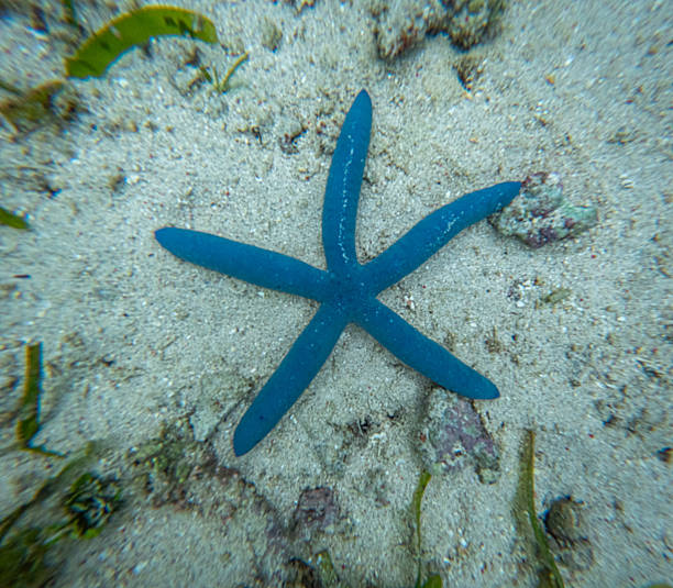 A Linckia laevigata Starfish in the coral reef of national marin park of Bunaken in North Sulawesi.