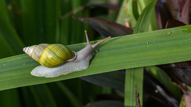 istock Camaenid land snails, (Amphidromus perversus), escargot terrestre, Amphidromus, Helicoidea. 2210941428