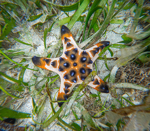 Chocolate chip sea star, (Protoreaster nodosus) in the coral reef of national marin park of Bunaken in North Sulawesi.
