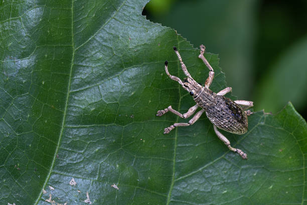 a small insect with a hard shell, that eats grain, nuts and other seeds and destroys crops.