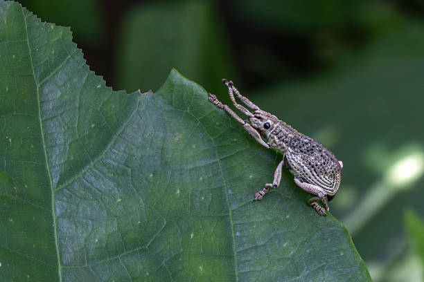 Broad-nosed weevils resting on a leaf in the rain forest of Sidemen, Bali, Indonesia.
