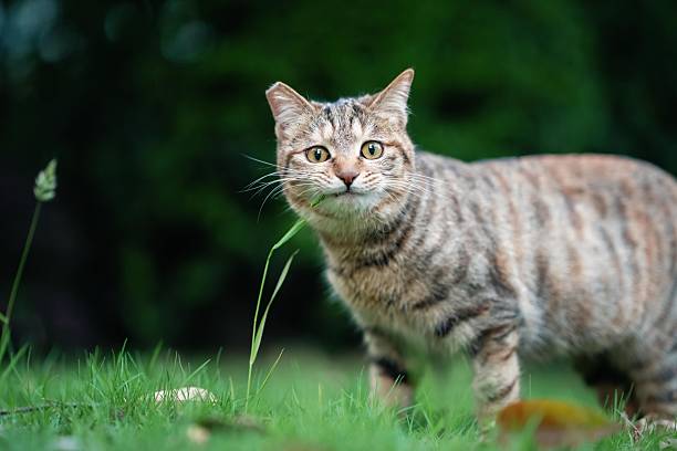 istock An orange tabby cat is chewing on wild grass 2210943422