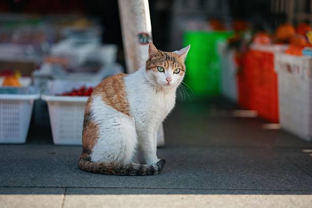 istock Outside a fruit store, there is a graceful calico cat 2210943451