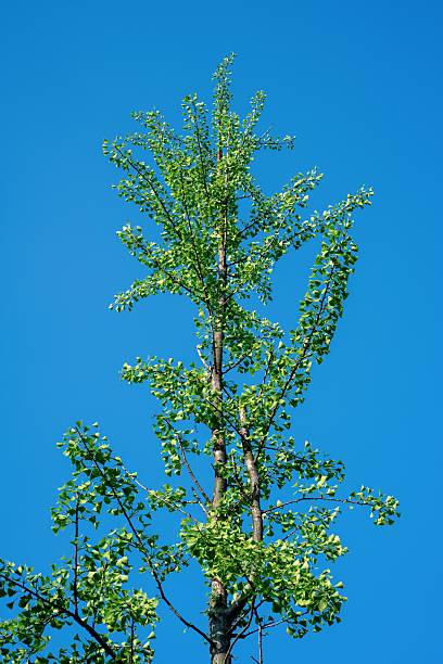 istock Under the summer blue sky, a ginkgo tree has sprouted new leaves this year 2210943462