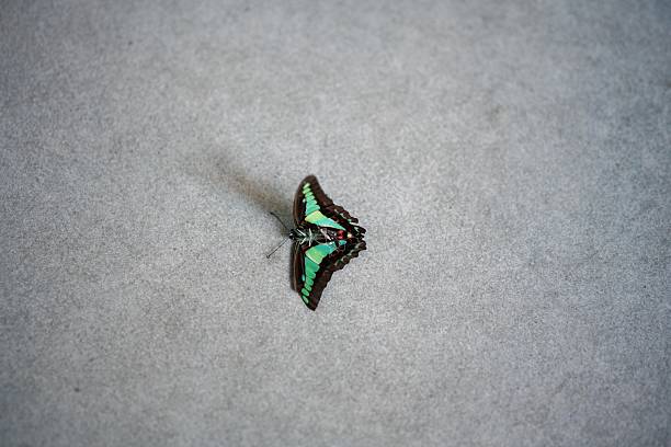 The image prominently features a butterfly with a stunning blend of colors, primarily green with subtle patterns and delicate details. Its wings are slightly open, revealing the intricate lines and spots that adorn its wings. The light captures the iridescence of its wings, creating a captivating glow.\n\nThe butterfly is perched on a white surface, which provides a striking contrast against the vibrant colors of its wings. The background is a lush blur of greens, indicating a natural setting, perhaps in a garden or tropical environment. This blurred backdrop adds depth to the composition, drawing the viewer’s focus to the butterfly.